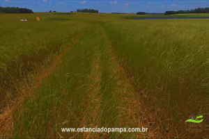 800 Hectares.00_03_06_04.Quadro018_33ae627ae47ff7d91765223cc1759b3fc0ff4237.png